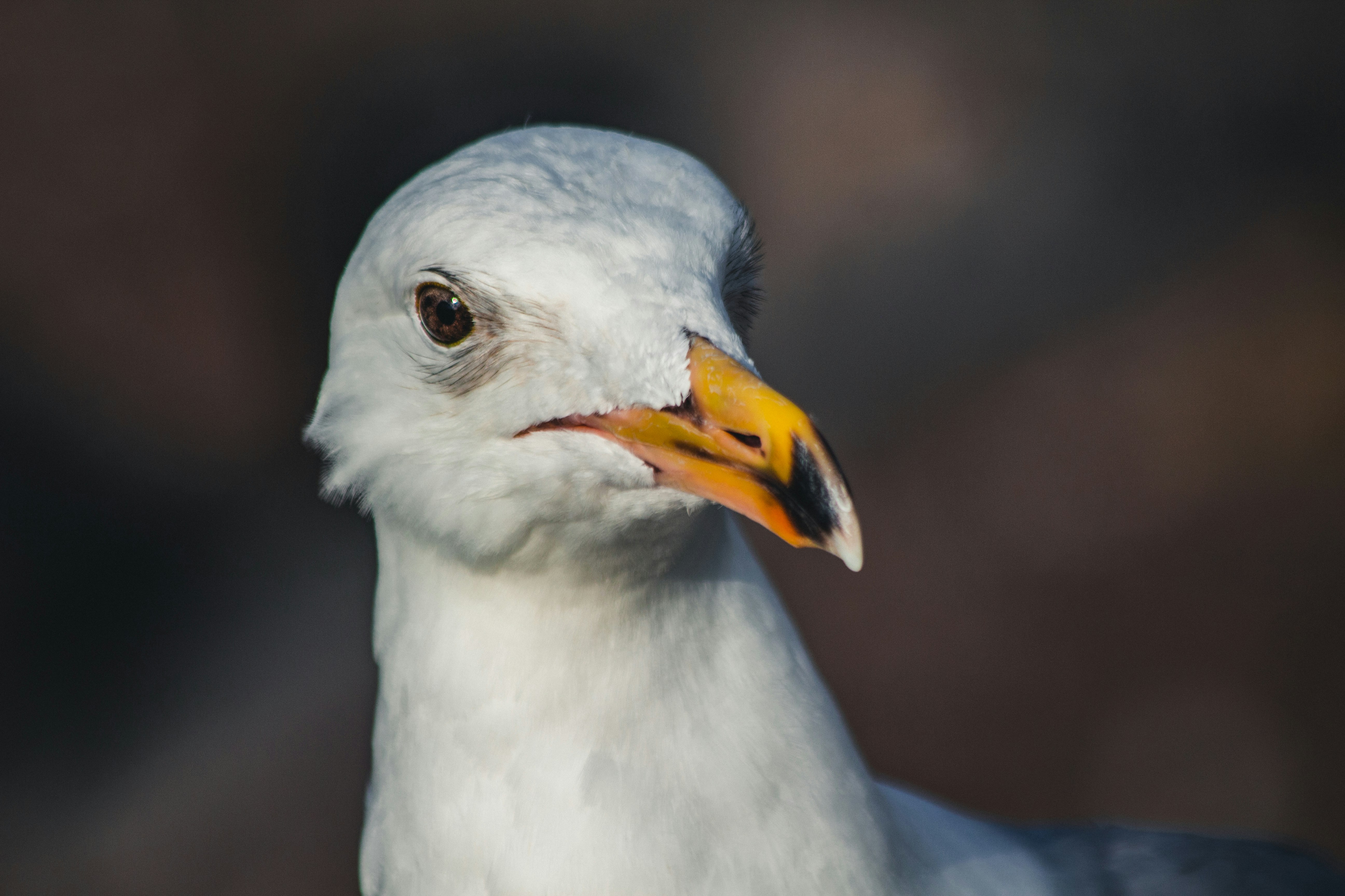 white bird with yellow beak